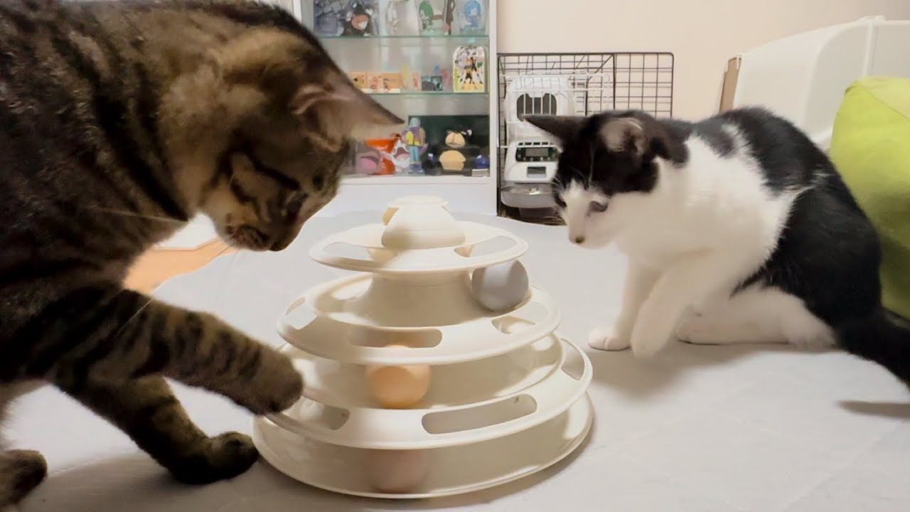 ボールと一緒にグルグル回っちゃう猫