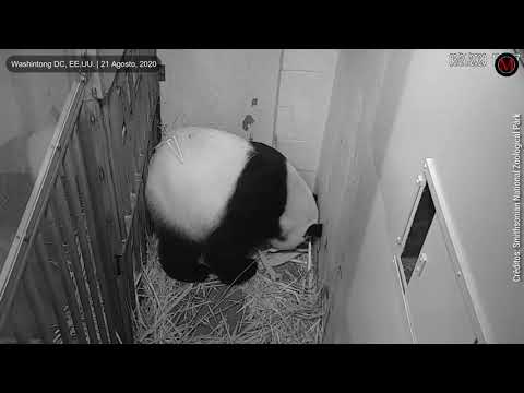 Vídeo: Mei Xiang deu à luz?