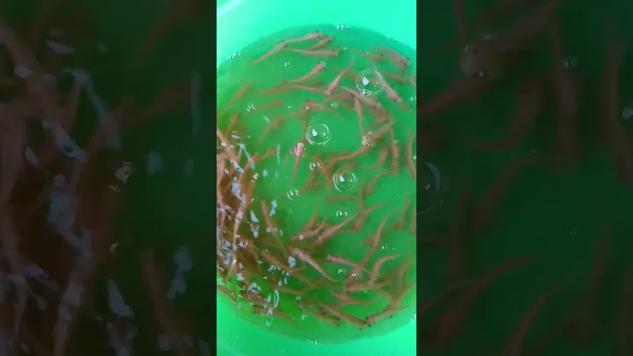 Jual bibit ikan patin albino daerah depok sawangan 