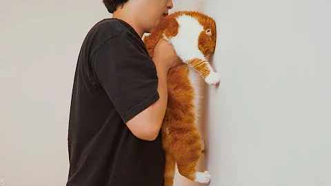 Come capire intelligenza gatto?