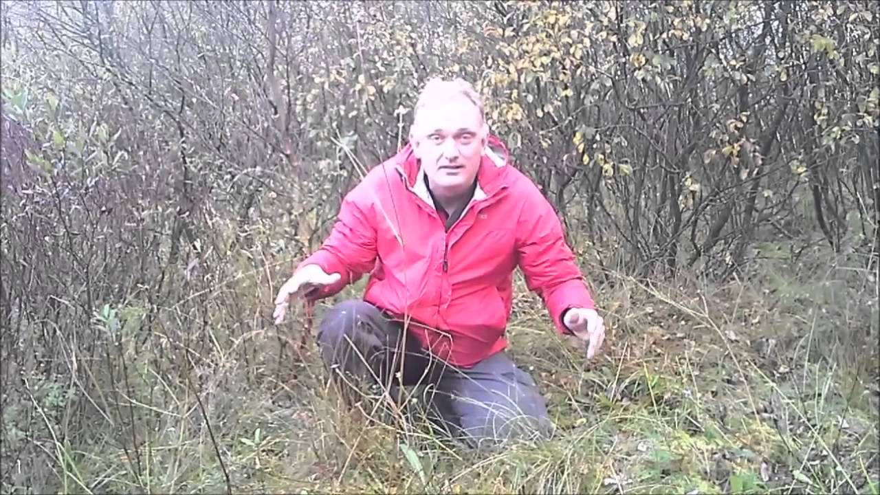 DDRderude - naturgenopretning ved Ansager Å