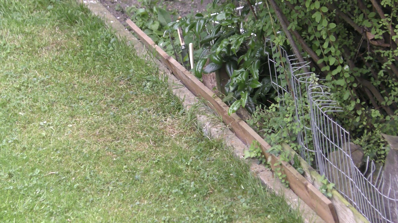 airshow schedule share juvenile fledglind Robin seen cambridge UK 3jul19 655p