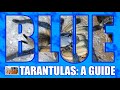 BLUE TARANTULAS! A Guide For Those Interested in the Blue Beauties