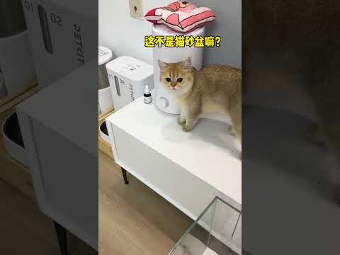 【牛奶是只猫】我家猫咪也有猫猫鱼缸啦！最后五只猫一起舔玻璃是几个意思？