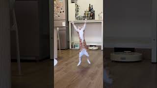 Funniest Cats and Dogs videos of the week try not to laugh 😂 #cat #funny #pets #funnycats