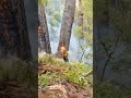 A Day of Felling Giant Dead Trees #satisfying #tree #asmr #oddlysatisfying #giant