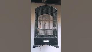 CENDET SITUBONDO D_KING