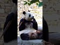 Fubao Eating Bamboo With a Little Leg Lift—Adorable! #panda #cute #animals #funny#fubao