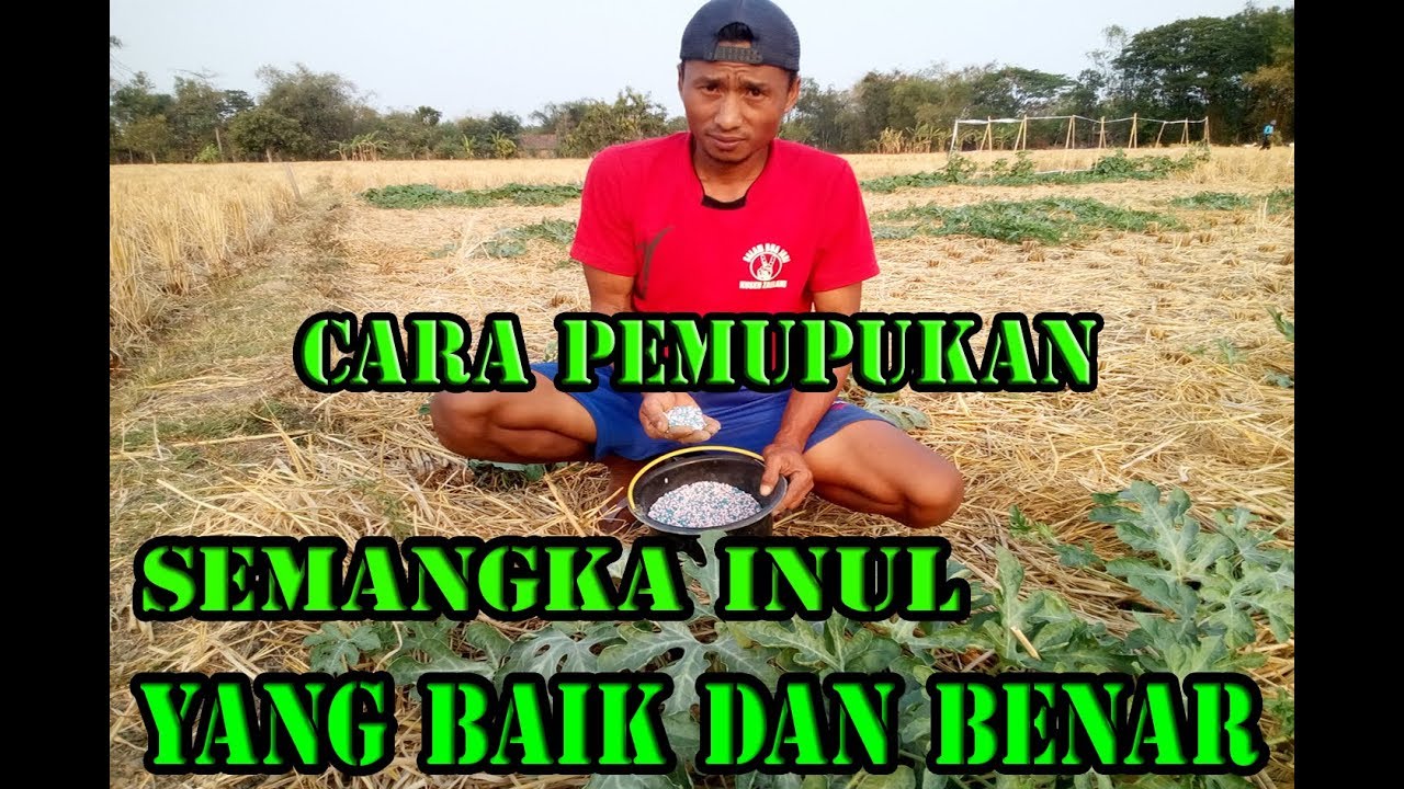 cara pemupukan semangka inul yang baik dan benar