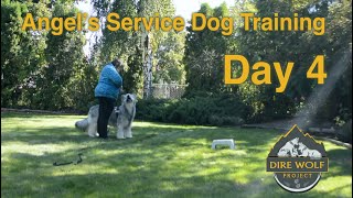 Angel's Service Dog Training  -  Day 4 by DireWolf Dogs of Vallecito, LLC 257 views 2 years ago 13 minutes