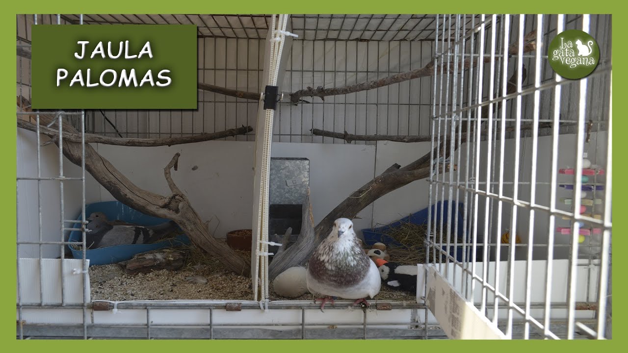 LA NUEVA JAULA DE MIS PALOMAS ARÁN Y EINAR IDEAS PARA AVES GRANDES EN INTERIOR DE CASAS YouTube