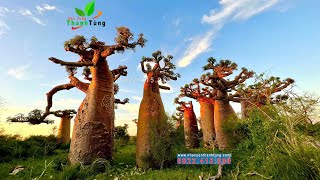 Bao Báp (baobab) Loài cây ĐỘC LẠ nhất hành tinh