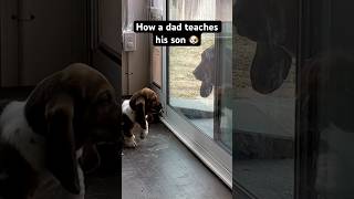 Tag a dog person   #bloodhound #dog #funnydog #lol #meme #bloodhounds #dogtrick #viralvideo