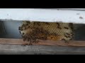 Пчелы в улике, месяц спустя. (ч.3)