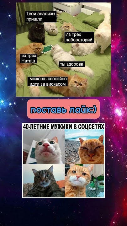 #мем #мемы #memes #mem #смешно #ржака #юмор #смех #котики #кот #коты # ...