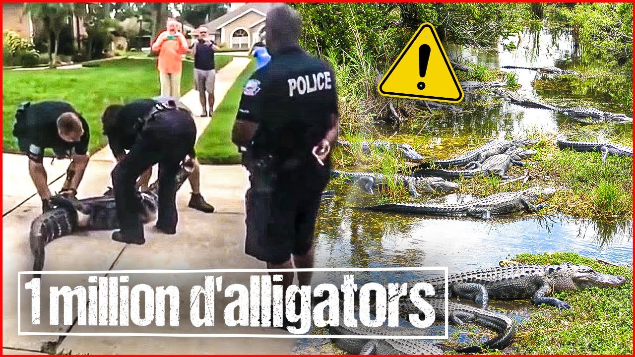 La Floride envahie par les alligators