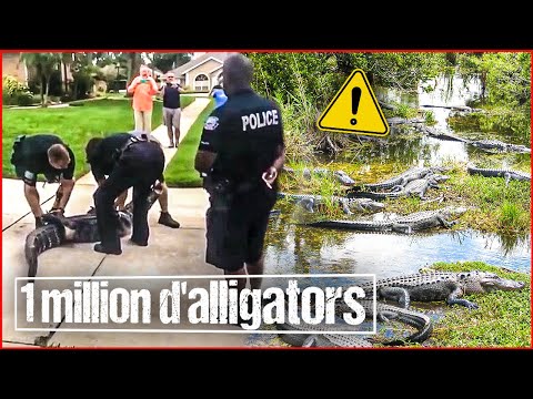 Vidéo: Les alligators sont-ils en danger ?