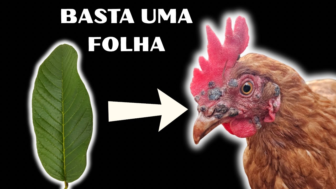 BASTA UMA FOLHA E ADEUS DOENÇAS! Diarreia, peito seco e coccidiose ( parte 2 )