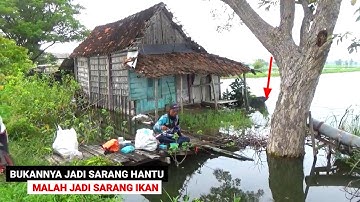 PANEN IKAN MAS.. Dikira sarang hantu ternyata full ikan mas mancing di rumah kosong