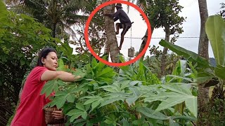 Petik daun singkong Malah Ketemu sama pak Oto Penderes nira kelapa