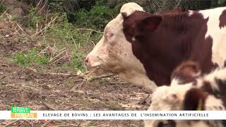 ÉLEVAGE BOVINS ; L’INSÉMINATION ARTIFICIELLE