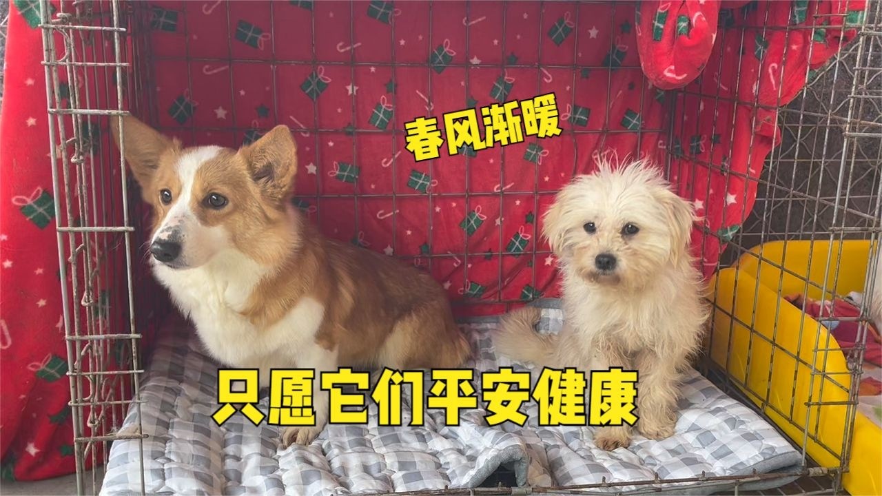 暖風吹進小院，只願毛孩子都健健康康，為它們梳去浮毛也梳去不安