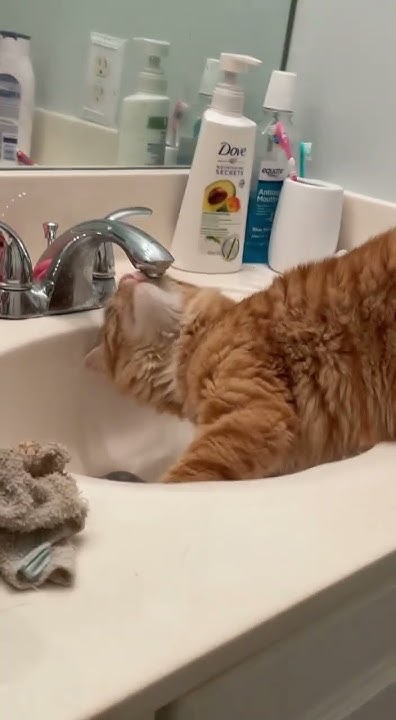 No Water After Midnight gettingneutered surgery YouTube no-water-after-midnight-gettingneutered-surgery-youtube