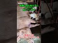母豚は何も知らずにぐっすり眠っています
