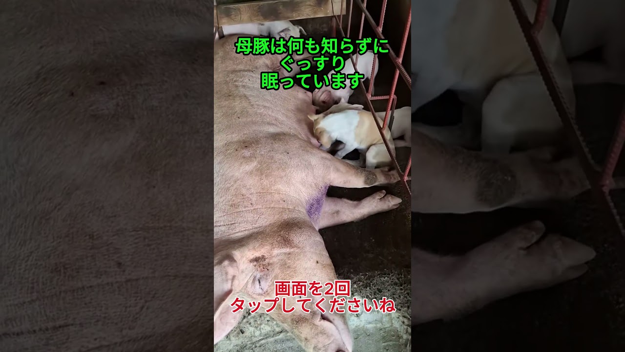 母豚は何も知らずにぐっすり眠っています