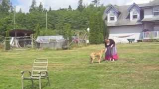Fun & Games with Adolescent Pups with Jude the Puppy Nanny screenshot 2