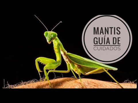 Video: Cómo cuidar a una mascota Mantis religiosa