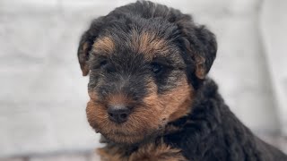 Ruby- Mongo 9/16/23 welsh puppies 5 weeks old