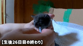 Kittens trying their best to take cold medicine by あいねこ.Aineko 491 views 3 weeks ago 6 minutes, 24 seconds