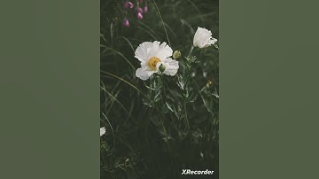 (سورة غافر الآية 60 )بصوت الشيخ عبد الباسط عبد الصمد