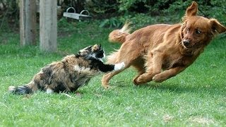 Cat saves boy from dog attack - HD