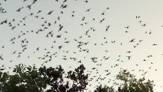 World’s largest bat colony located just outside San Antonio
