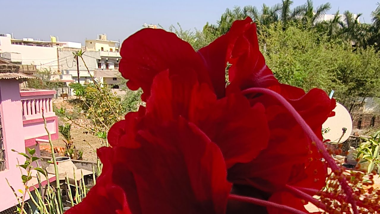 Neelam's Daily Life  लाइव है!#राम राम जी 🙏🏻🚩🚩🕉️