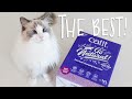 THE BEST cat litter ?! 😱 | Ragdolls Pixie and Bluebell