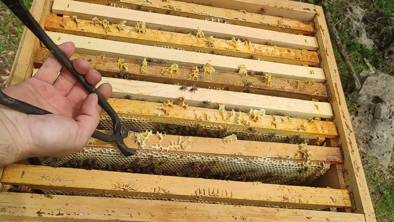 Kata Yavru Çekmeden Ham Petek kabartma işlemi👍 (Başarılı)