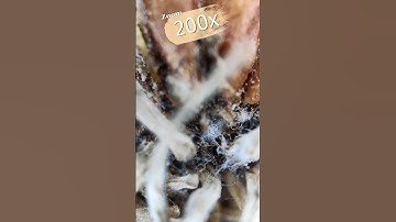 Maximum Zoom _ Onion#amazing #asmr #macro #shorts