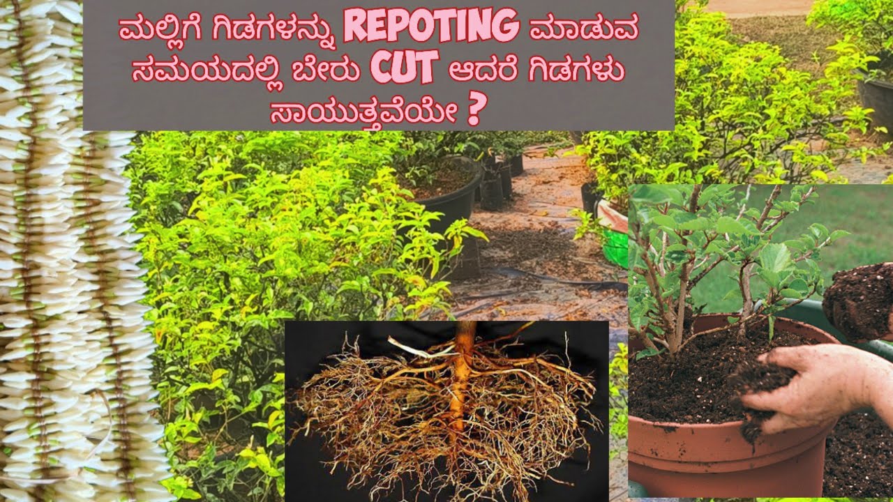 ಮಲ್ಲಿಗೆ ಗಿಡಗಳನ್ನು Repoting ಮಾಡುವ ಸಮಯದಲ್ಲಿ ಬೇರು cut ಆದರೆ ಗಿಡಗಳು ಸಾಯುತ್ತವೆಯೇ? #ಮಲ್ಲಿಗೆ 