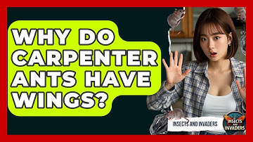 Why Do Carpenter Ants Have Wings? - Insects and Invaders