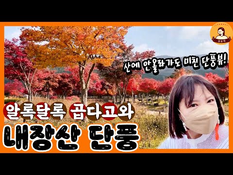 [정읍]빨갛다 못해서 시뻘건 <strong>단풍</strong>!!! 산에 안올라가도 멋진 단풍뷰를 볼 수 있다구?🍁🍂 | 정읍 <strong>내장산</strong> <strong>단풍</strong> 생태공원