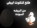 قصه البطه السوده و البطه البيضه