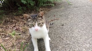 Cute Female Grey Tabby Tuxedo Cat in 4 July 2023  #cat #cats #catvideo