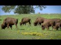 Arkansas Buffalo Ranching - America's Heartland