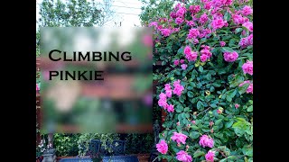 Climbing Pinkie Rose