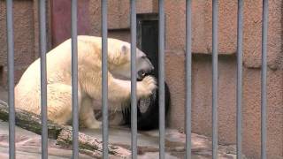 ホッキョクグマ アイラもキョトン・・The sound of the next Polar Bear is anxious