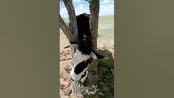 Rescue card shared in the process of a buffalo at a tree branch