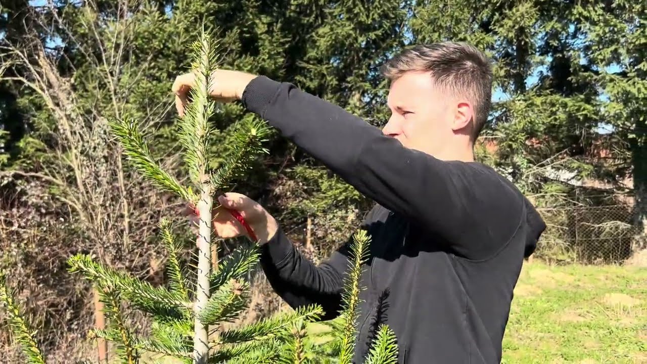 Fenyők alakító metszése kora tavasszal, rügyfakadás előtt 🌲✂️